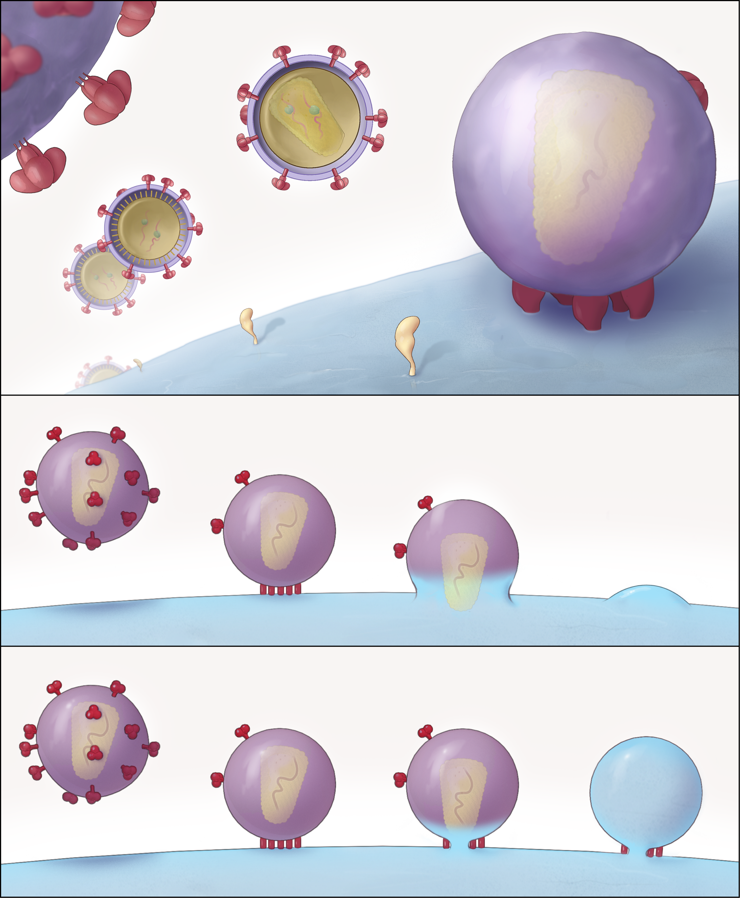 Image credit: R.Sougrat et al PLoS Pathog. 2007 3(5):e63