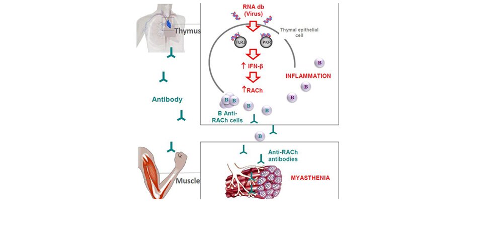 Image credit: R. Le Panse, Inserm