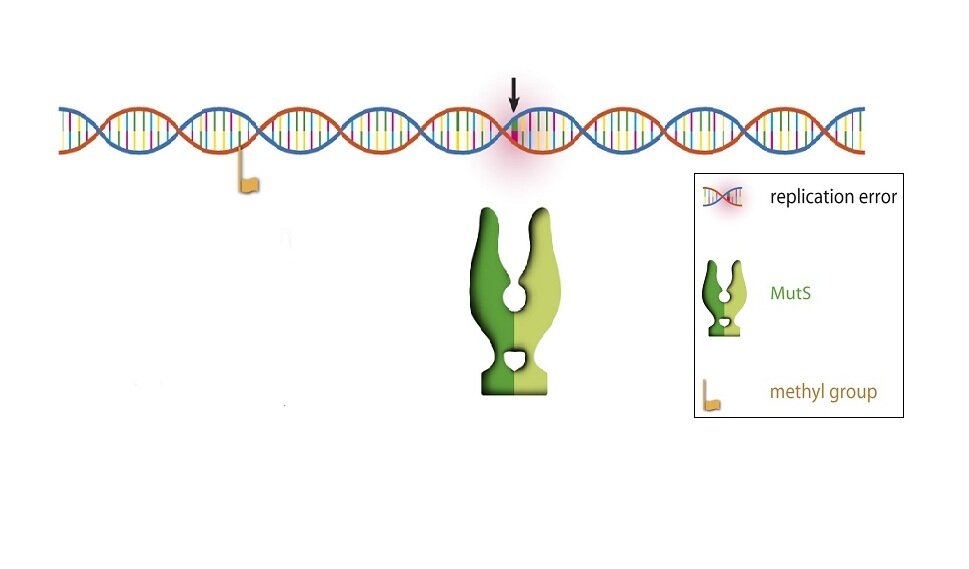 Step 1: DNA with replication error (a DNA mismatch) (Image credits: Tom de Vries Lentsch, Erasmus MC)