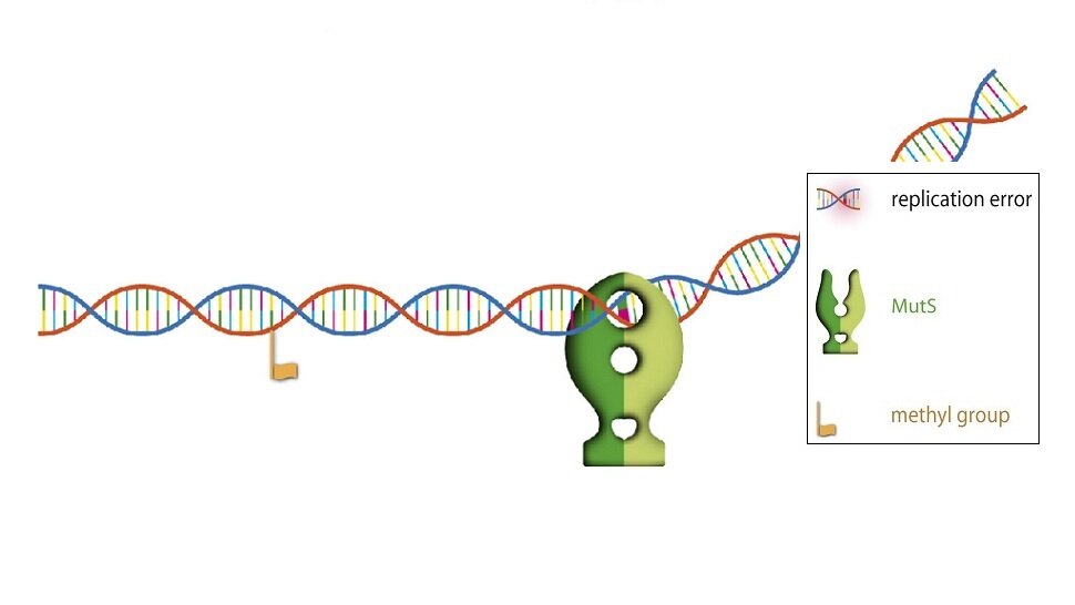 Step 2: The DNA mismatch is recognized by the repair protein MutS