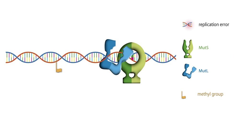 Step 3: Binding to the mismatch results in a change in the conformation of MutS and it can now interact with a second protein MutL