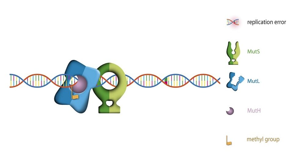 Step 4: This complex activates MutH, which can distinguish which of the 2 DNA strands is the original one, due to the presence of a methyl group that has not yet been added to the new strand. MutH then cleaves the new strand