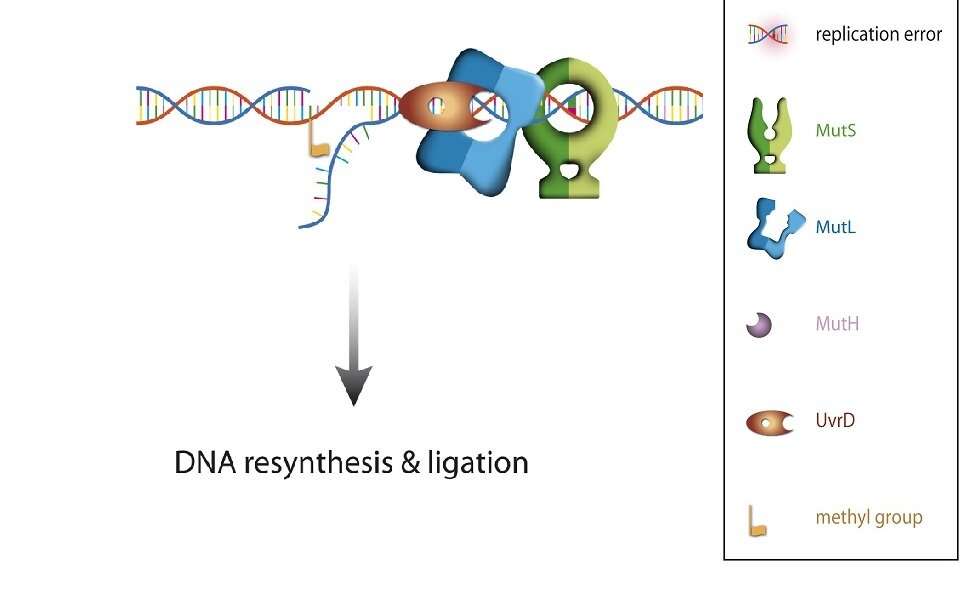 Step 5: Protein UvrD unwinds the double stranded DNA from the cleavage site towards the replication error. The unwound DNA is degraded and replaced with a new section of DNA. In this way the error is removed.